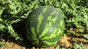 watermelon-1379990_1920